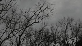 Bare Winter Trees Silhouette Against Dramatic Stormy Grey Cloudy Sky - Moody Dark Horror Nature Landscape Background - Powered by Shutterstock - Get 15% off with code: PIKWIZARD15