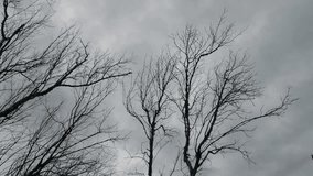 Bare Winter Trees Silhouette Against Dramatic Stormy Grey Cloudy Sky - Moody Dark Horror Nature Landscape Background - Powered by Shutterstock - Get 15% off with code: PIKWIZARD15