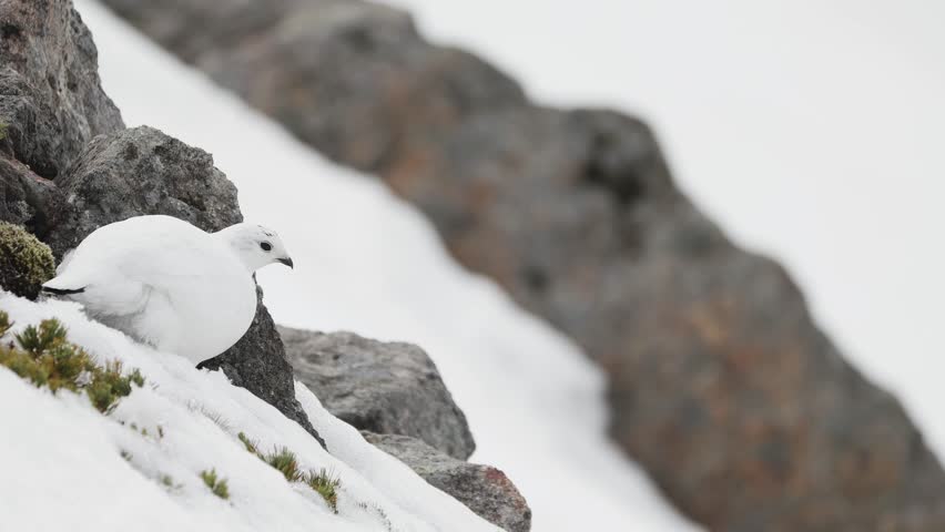 rock ptarmigan female winter plumage