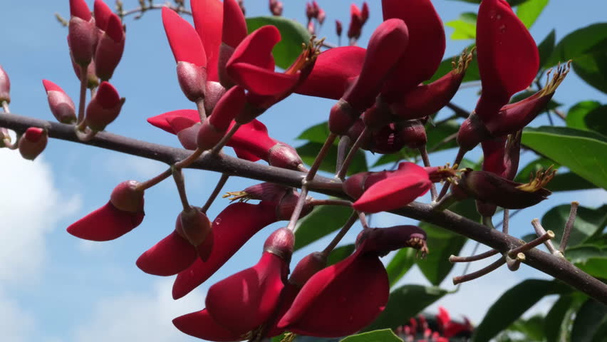 Azalea flowers are blooming in the park without sounds. Red blooming flowers