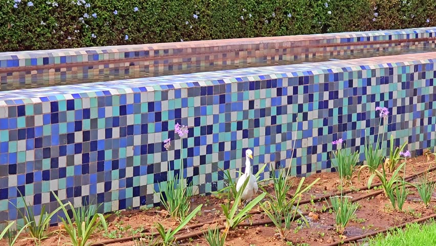 a Cattle Egret at The Arab League Park (Parc de la Ligue arabe ) is an urban park in Casablanca, Morocco