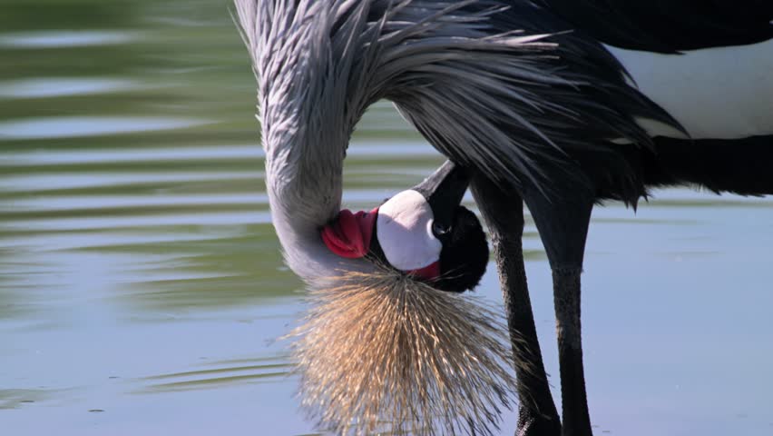 grey crowned crane ,  African crowned crane, East African crane, East African crowned crane, close up
