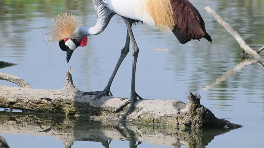grey crowned crane, Balearica regulorum,  East African crane, bird, water, africa
