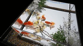 Goldfish Swimming in Illuminated Aquarium WIth Floral Decoration, Close Up - Powered by Shutterstock - Get 15% off with code: PIKWIZARD15