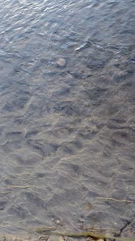 Relaxing close-up video of fresh stream water flowing naturally over rocks with visible land. Ideal for environmental projects, documentaries, travel content, and wellness visuals.
