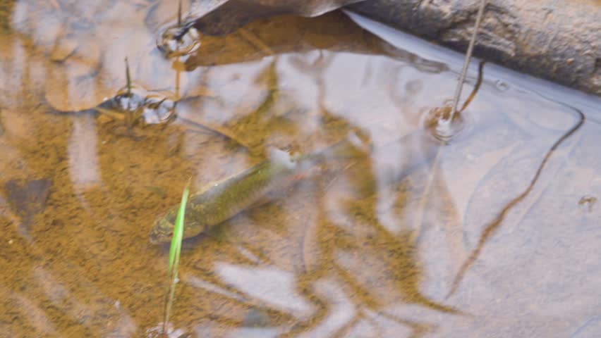 Cyprinids fish from river Labuk. Borneo Island. Fish are hooked with termite bait, bank fishing