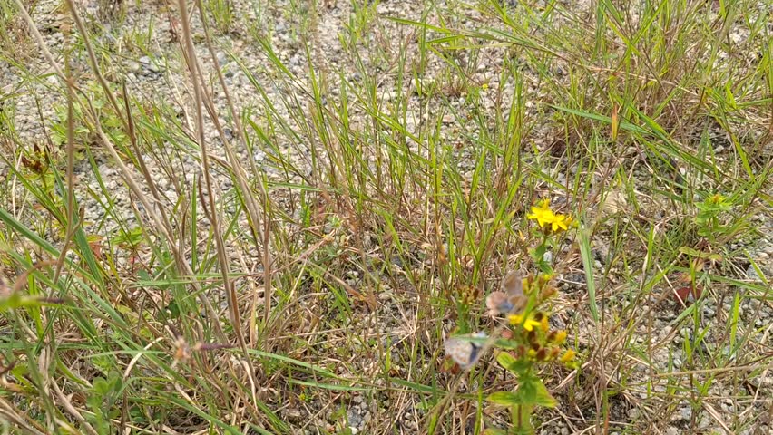 This Is An Eleven Second Video Of A Male And Female Butterfly Caught In The Act Of Mating Upon Small Yellow Flowers, Mating Happens In The Second, Second Of The Video. In A Country Lane, Hand Held. 