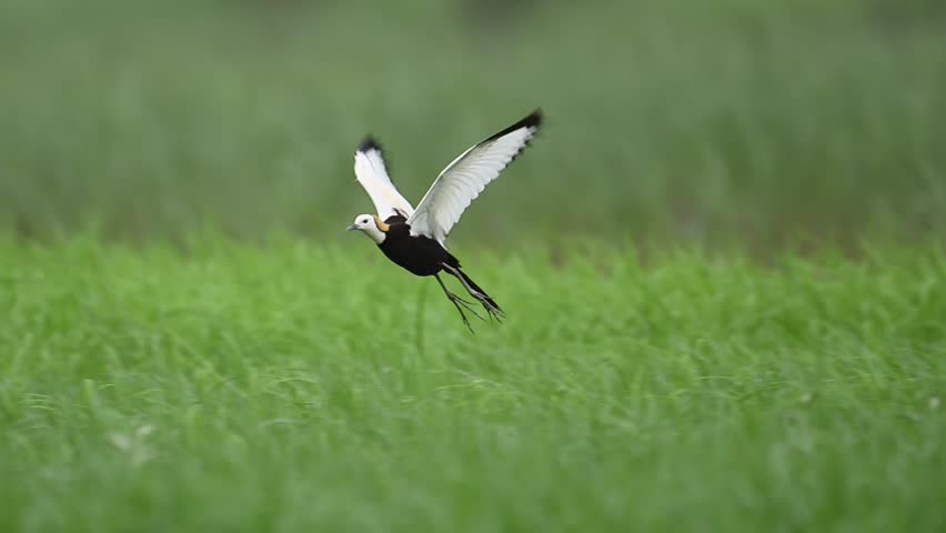 Pheasant-tailed Jacana glides gently over aquatic plants in wetland.
