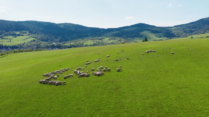 Wide drone footage of a scattered flock of sheep grazing on a lush green hillside with scenic mountains in the background on a sunny summer day in the countryside. (4K)