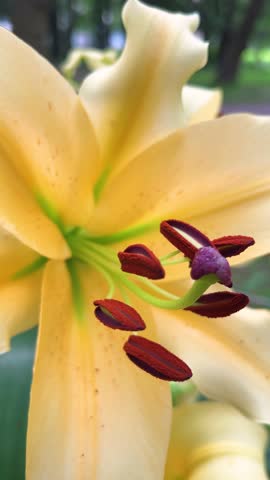 Yellow lily buds and petals in a summer garden. Vertical video.