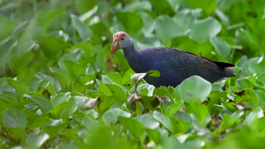 Swamphen moves across floating plants in freshwater pond.