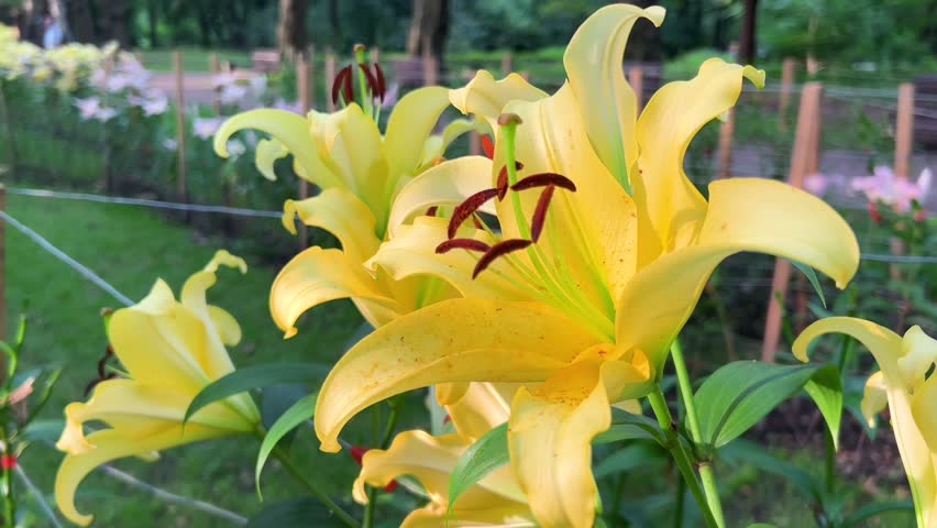 Yellow lily buds and petals in a summer garden.