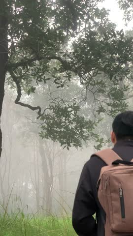 A person stands facing a dense, fog-covered forest. 