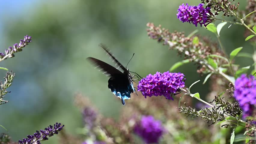 A very fast moving Pipevine Swallowtail Butterfly visiting a purple Butterfly Bush flower on a hot summer day.