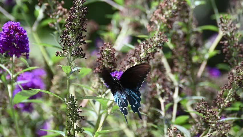 A very fast moving Pipevine Swallowtail Butterfly visiting a purple Butterfly Bush flower on a hot summer day.