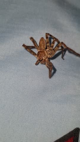 The horrifying moment a spider is discovered crawling on a pillow. A simple, terrifying scene that taps into a primal fear.