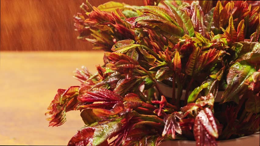 a Fresh Chinese toon sprouts