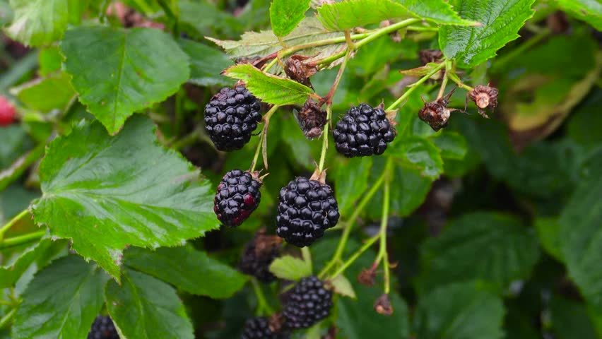 Blackberries. Large black blackberries, ripe and unripe, on a bush, close-up.