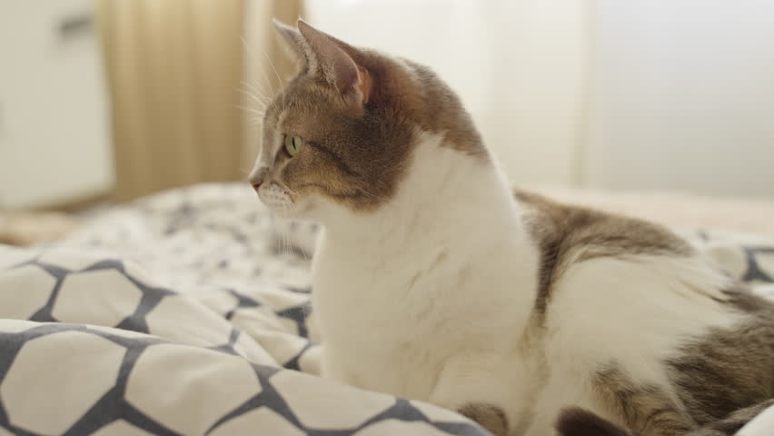 Close-up of a domestic cat with green eyes lying comfortably on patterned bedding in a cozy, softly lit indoor room.