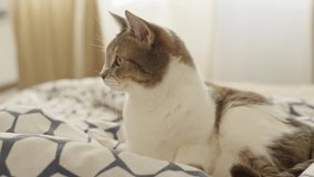 Close-up of a domestic cat with green eyes lying comfortably on patterned bedding in a cozy, softly lit indoor room. - Powered by Shutterstock - Get 15% off with code: PIKWIZARD15