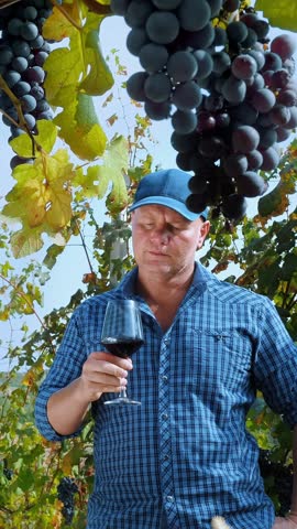 Winery and Wine Business. wine degustation. vineyard. Sommelier tasting wine, sun breaks through the branches of vineyard. viticulture. Grape Growing. ripe grapes ready for harvesting. Winemaking.