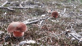 Neoboletus luridiformis, also previously known as Boletus luridiformis and as Boletus erythropus, Dotted stem bolete  is a fungus of the bolete family, all of which produce mushrooms with tubes pores. - Powered by Shutterstock - Get 15% off with code: PIKWIZARD15