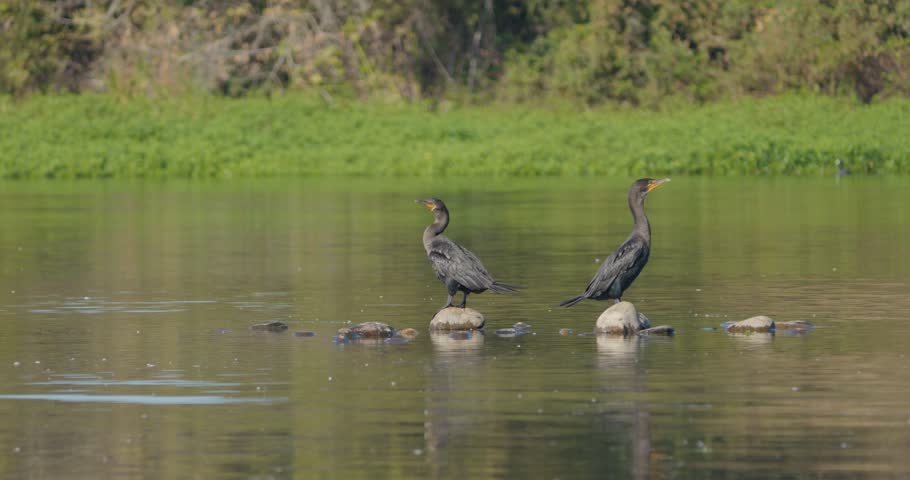 Pair of Double-crested Cormorants Perched on Rocks in a California Lake