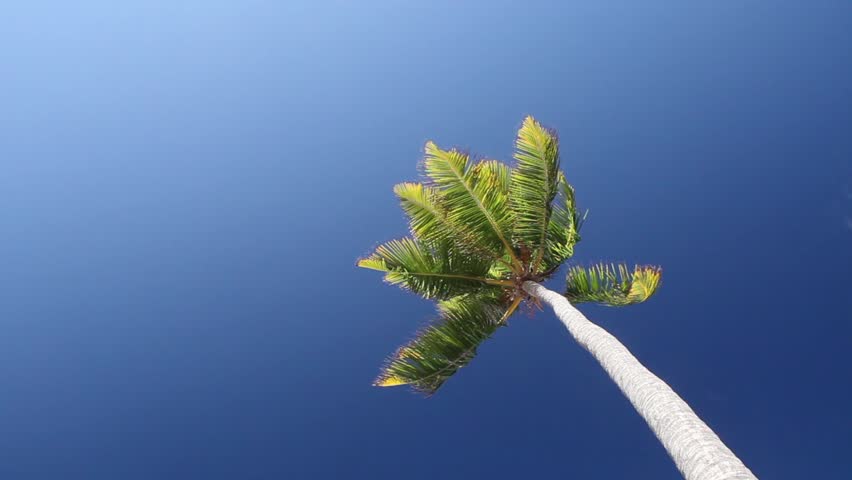 Palm Tree in Paradise