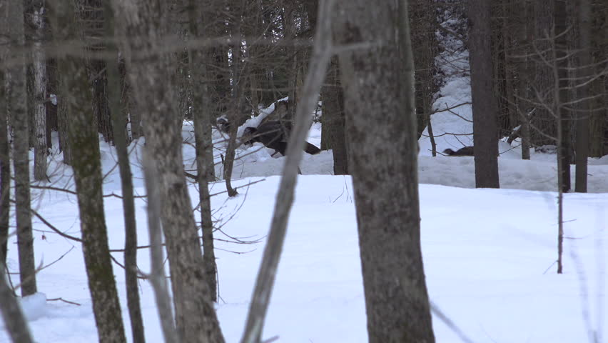 A group of wild turkeys walk in line through a thick snowy forest during the winter.