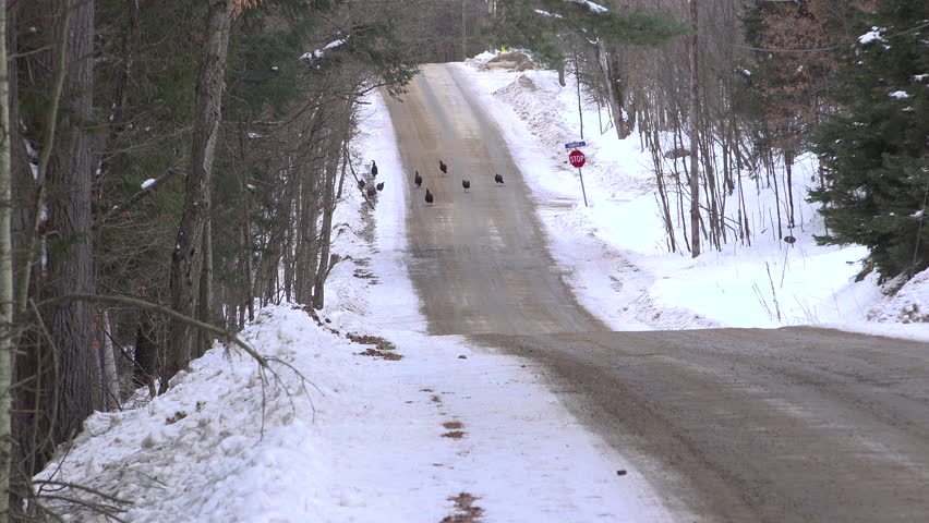 A group of wild turkeys walk on a rural road during the winter and into a forest.