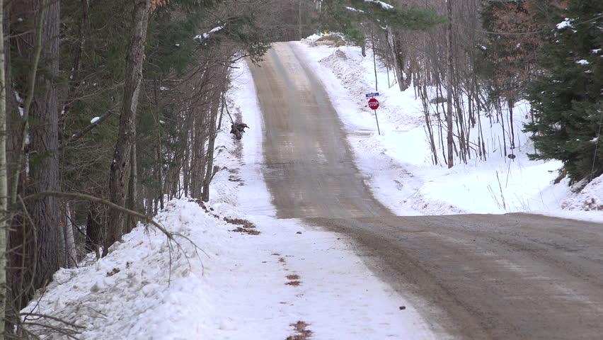 A group of wild turkeys walk out of the forest and onto the side of a rural road during the winter.
