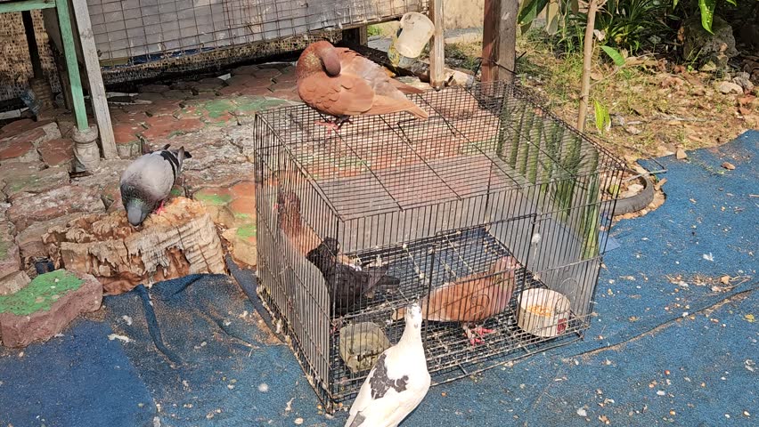 An intimate promise made through a cage wall. The video captures a tender, silent moment of connection between the imprisoned and the free, a bond unbroken by metal.