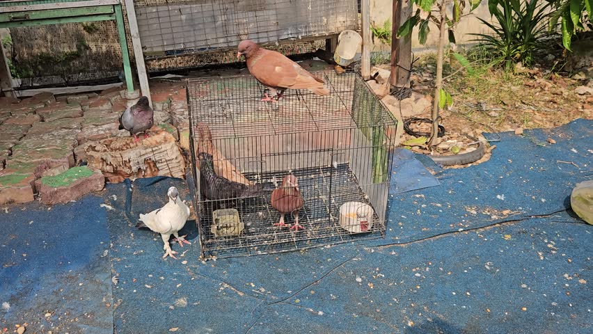 A heartbreaking gaze between caged and free doves. Motion captures the longing as one reaches through the bars, a promise of freedom hanging in the air.