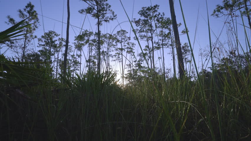 Everglades Slash Pine Forest Sunrise Landscape