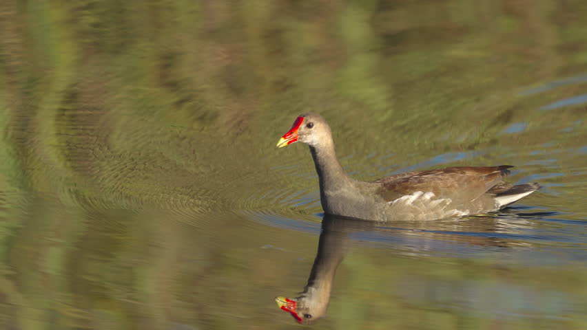 Gallinule Bird Swimming Across Water