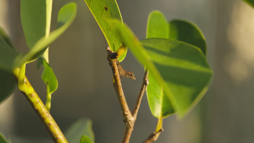 Brown Anole Lizard in Tree