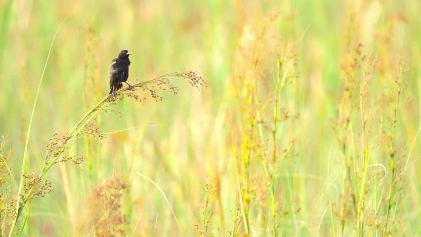 Grooming Red Winged Blackbird on Branch