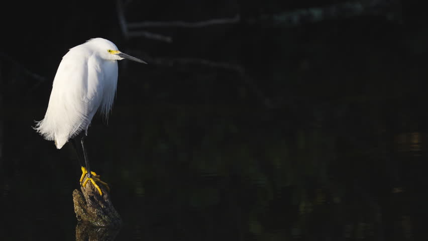 Little Egret Perched on Cypress Knee