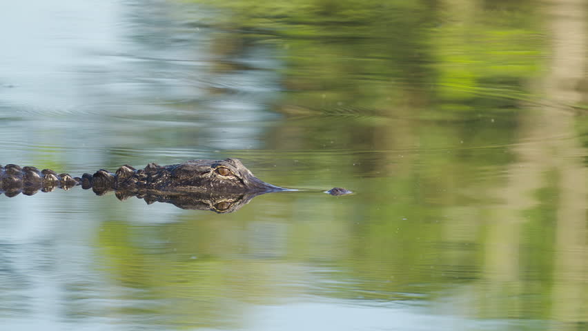 Alligator Slowly Moving Across Water 2