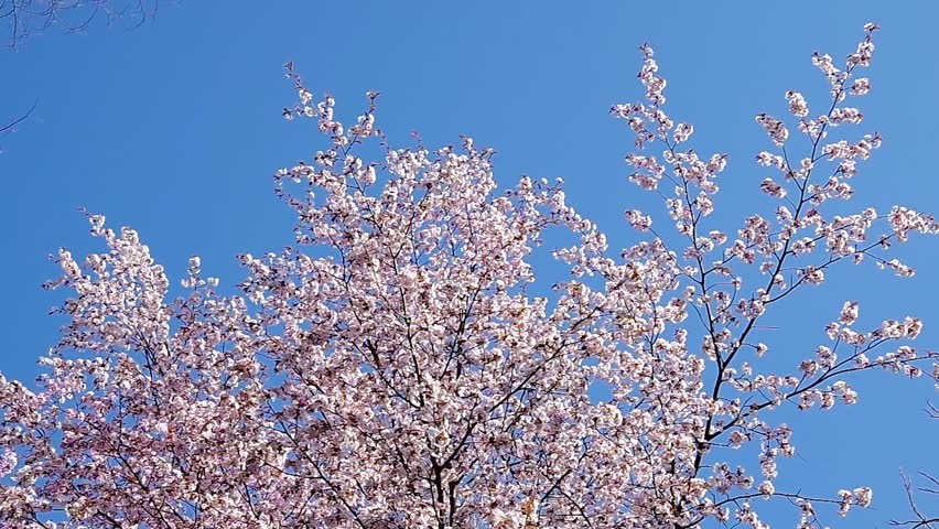 Sargent's cherry against clear blue sky