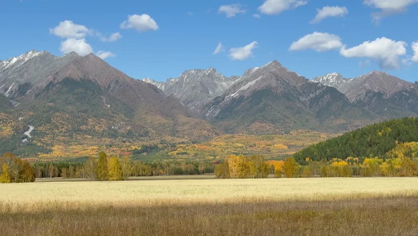 Video of scenic autumn landscape with yellow field of ripe oats and Eastern Sayan Mountains on sunny October day. Siberia, Buryatia, Baikal region, Tunka Valley nature park