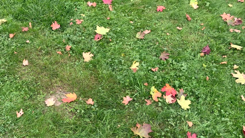 Panorama of yellow-red maple leaves on green grass (4K60)