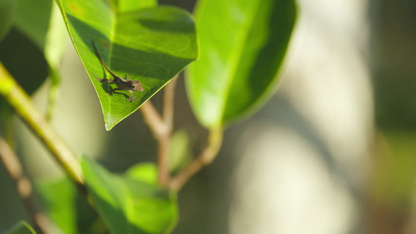 Brown Anole Lizard on Leaf 2