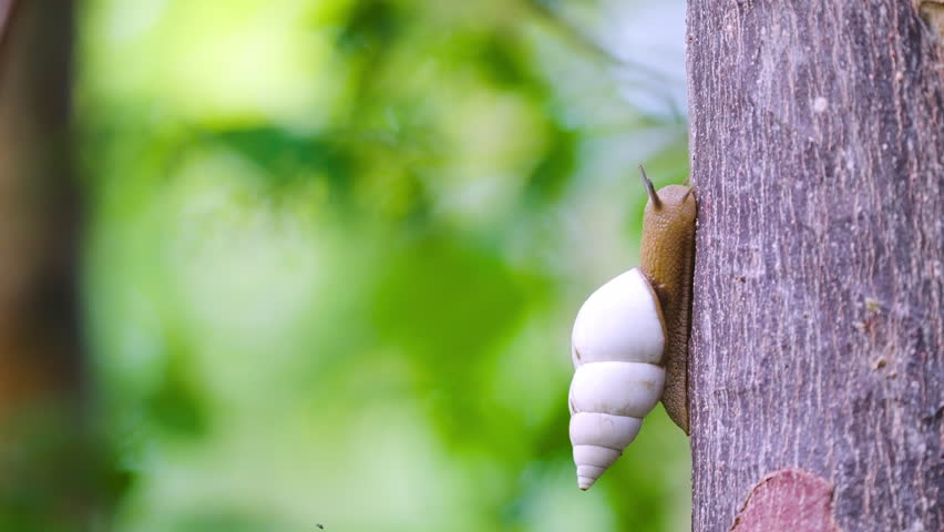 Snail Climbing Up Gumbo Limbo Tree