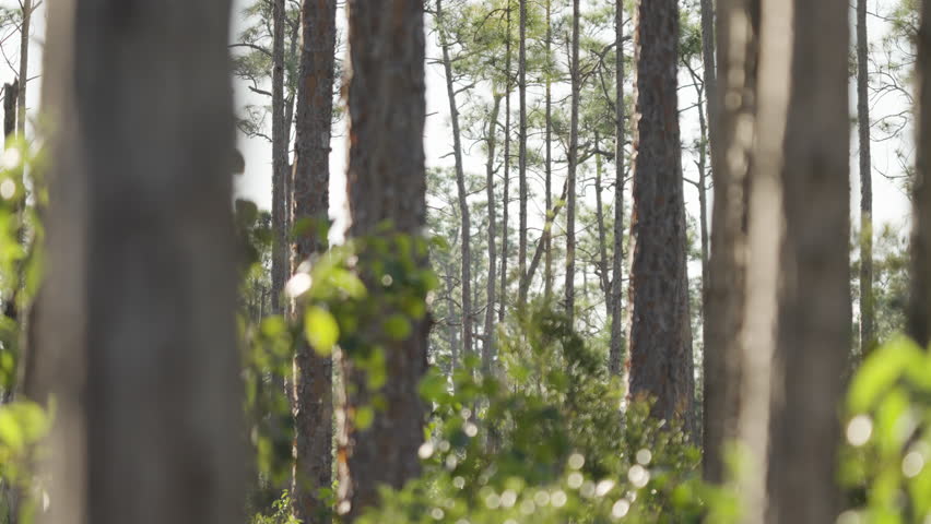 Everglades Slash Pine Forest Focus Rack