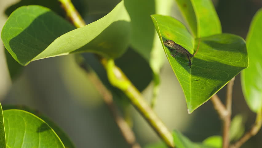 Brown Anole Lizard Walking on Leaf