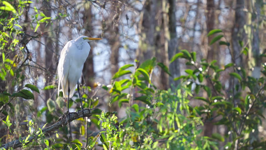 Great Egret Flying Off Branch