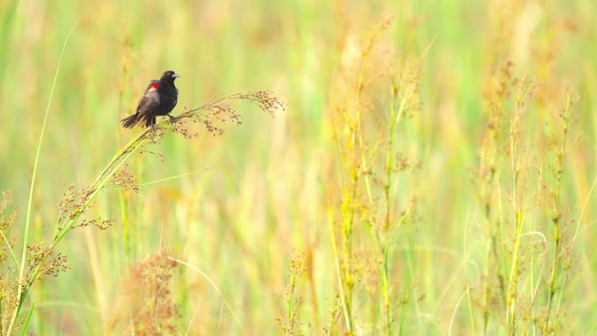 Red Winged Blackbird Spreading Wings