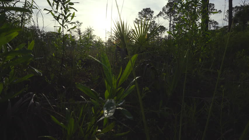 Everglades Slash Pine Forest Landscape