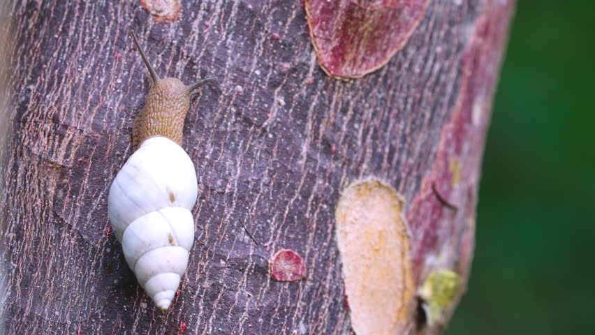 Snail Close Up in Gumbo Limbo Tree